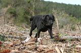 LABRADOR 144